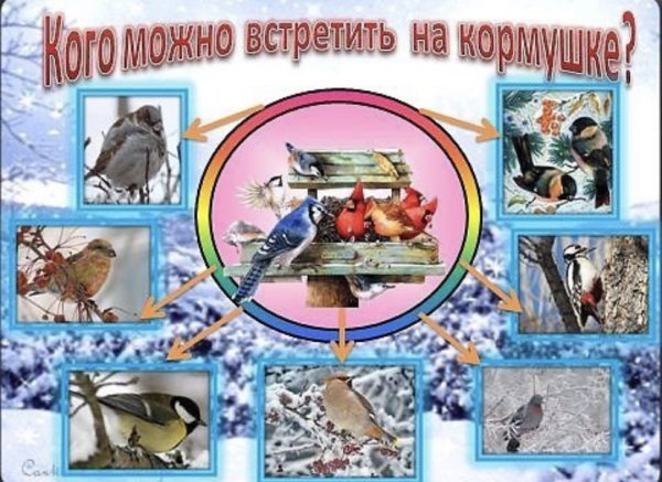 Для стенда птицы зимой