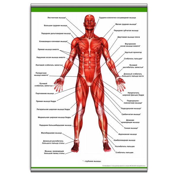 Большой плакат мышцы человека