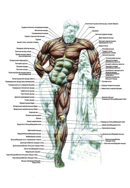 Название мышц