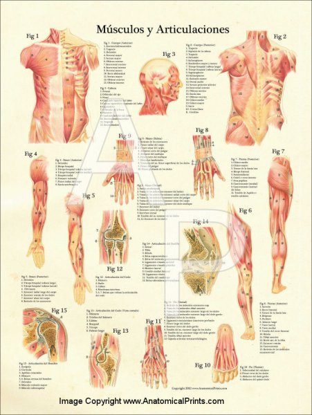 Мышечная система человека плакат