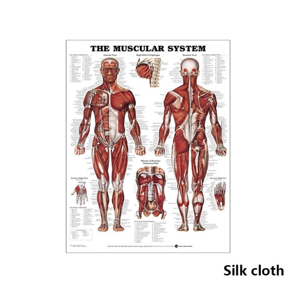 Мышечная система плакат