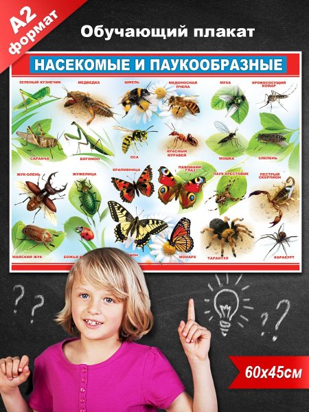 Плакат. Насекомые