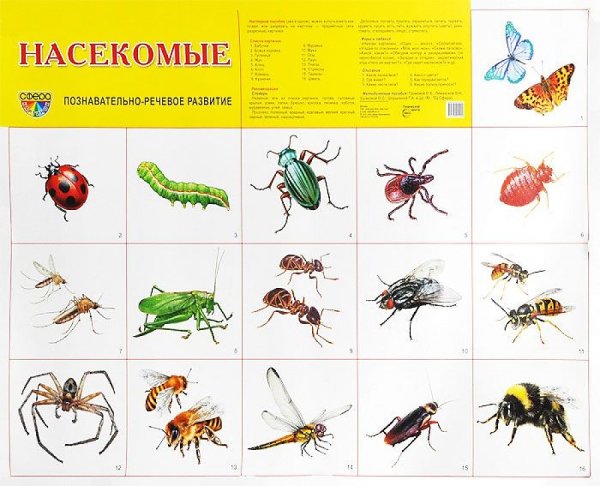 Насекомые и ихнащвания