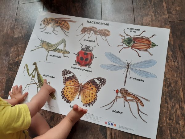Насекомые и ихнащвания