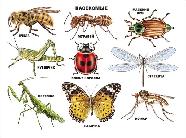 Плакат насекомые для детского сада