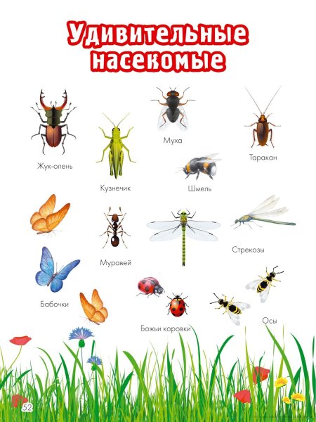 Плакат. Насекомые