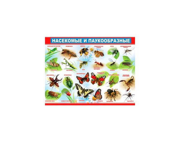 Насекомые плакат для детей