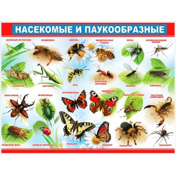 Картинки насекомых с названиями