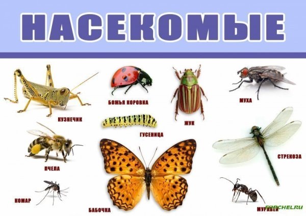 Насекомые плакат для детей