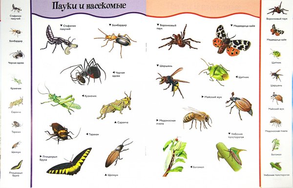 Картинки насекомых с названиями
