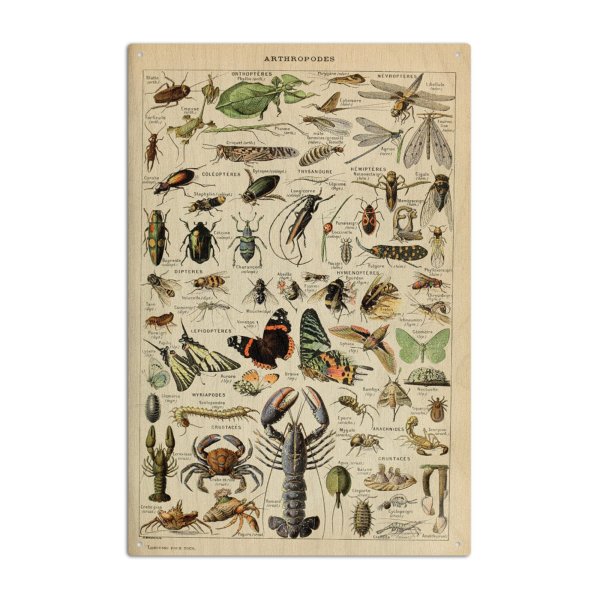 Насекомые плакат для детей