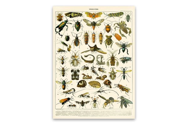 Плакат. Насекомые