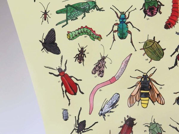 Adolphe Millot иллюстрации