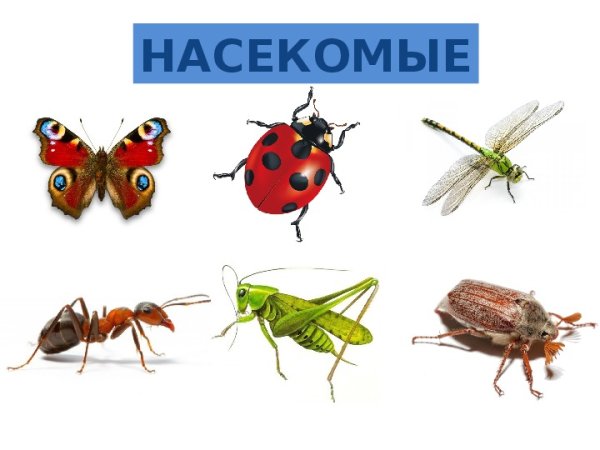 Insects плакат