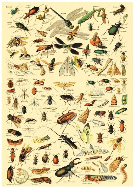 Насекомые плакат для детей