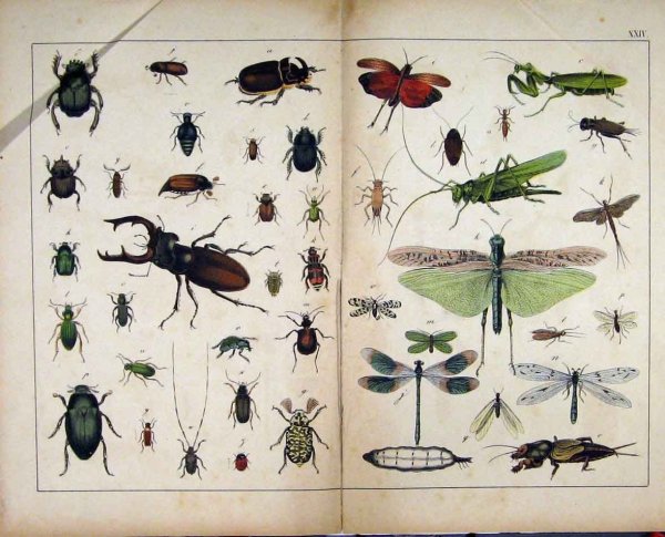 Плакат. Насекомые