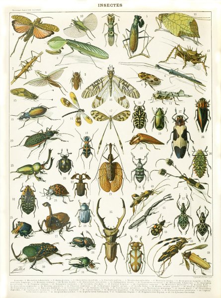 Постер насекомые