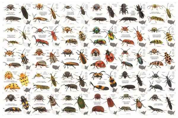 Плакат. Насекомые