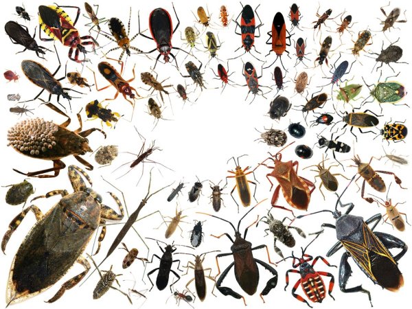 Плакат. Насекомые