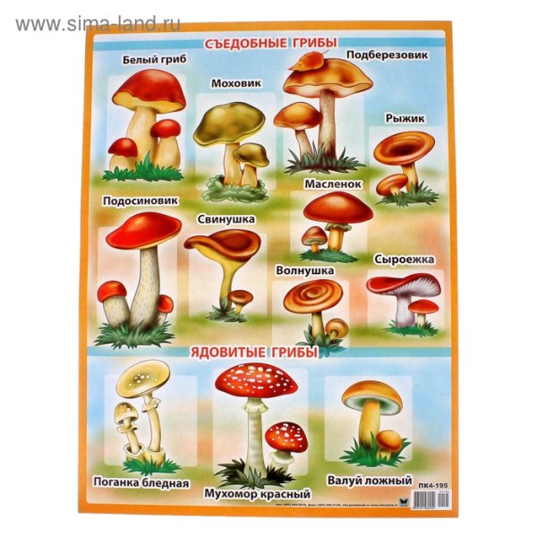 Ядовитые и съедобные грибы для детей