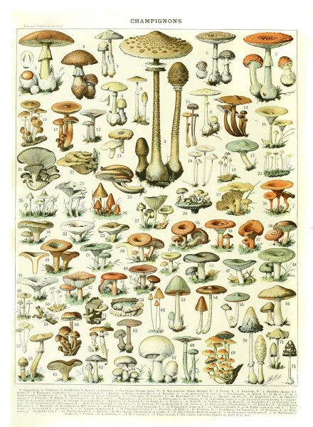 Грибы Ботаническая иллюстрация старинная