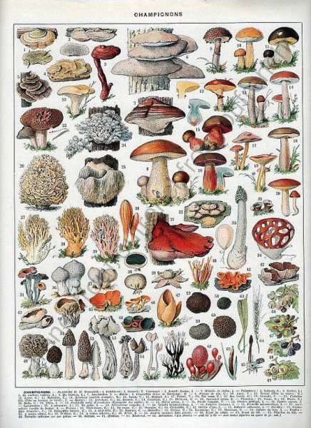 Постеры с грибами