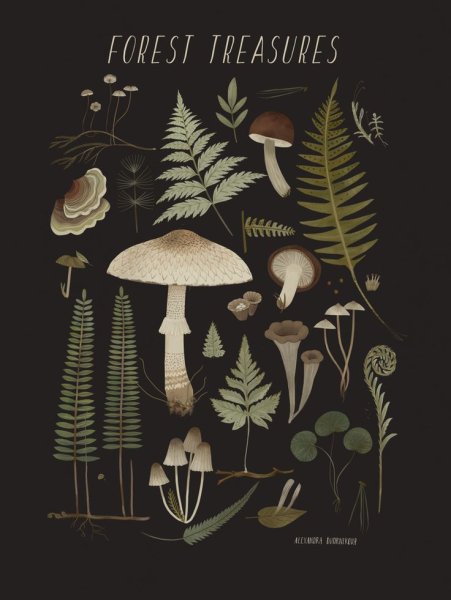 Плакаты грибы Эстетика