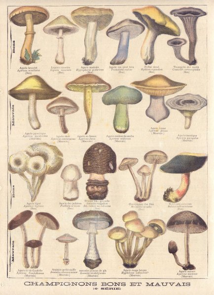 Съедобные грибы эскиз