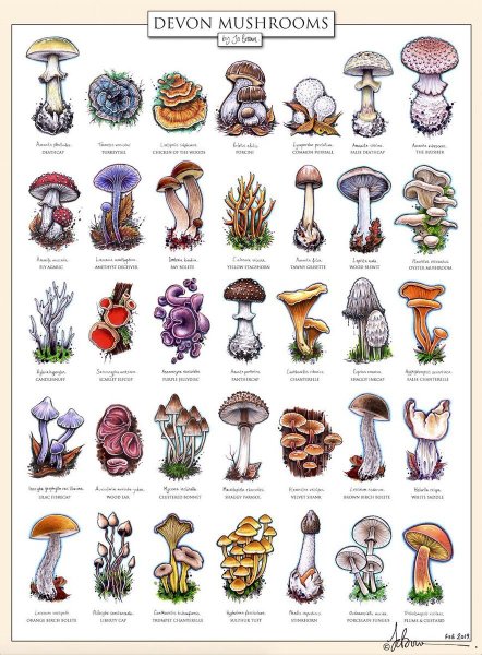 Mushroom Vintage poster
