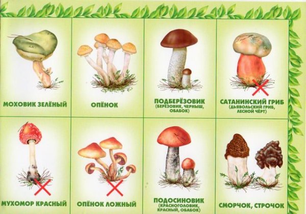 Постеры с грибами