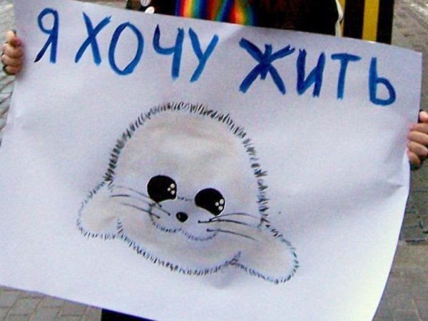 День защиты животных плакат