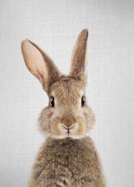 Морда кролика