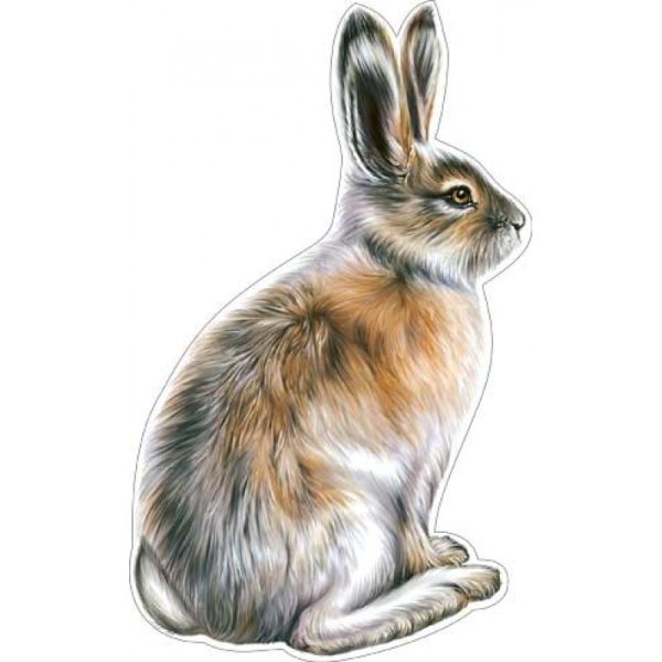 Заяц рисунок