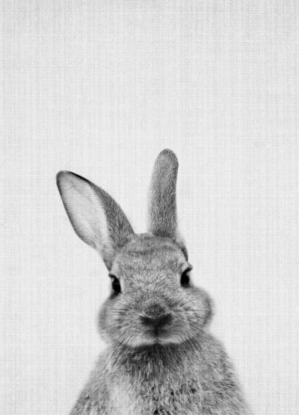 Постер заяц