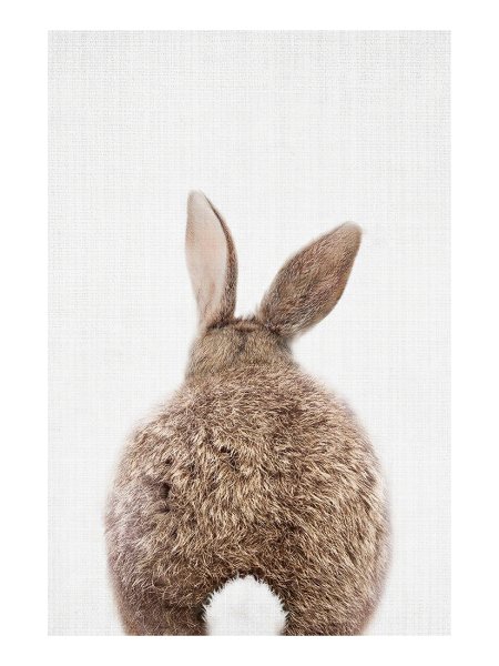 Кролик сзади