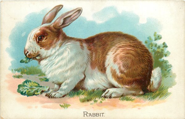 Красочные плакаты с кроликами