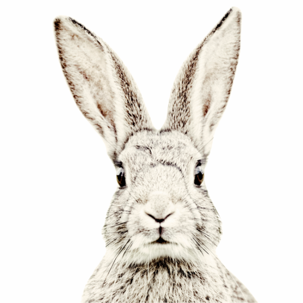 Голова кролика