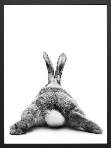 Кролик со спины