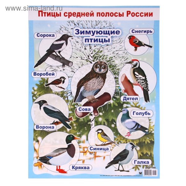 Плакат. Зимующие птицы.