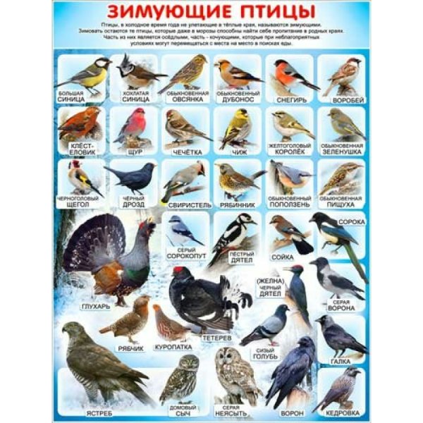 Зимующие и перелетные птицы России для детей