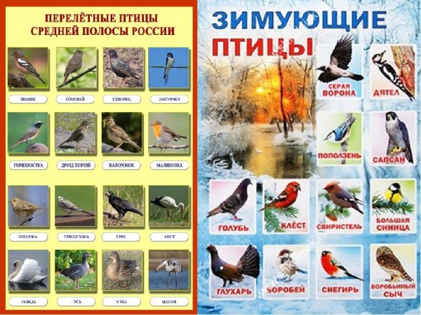 Список зимующих птиц России для детей