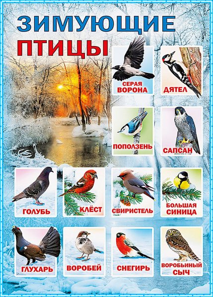 Зимующие птицы средней полосы России и названия