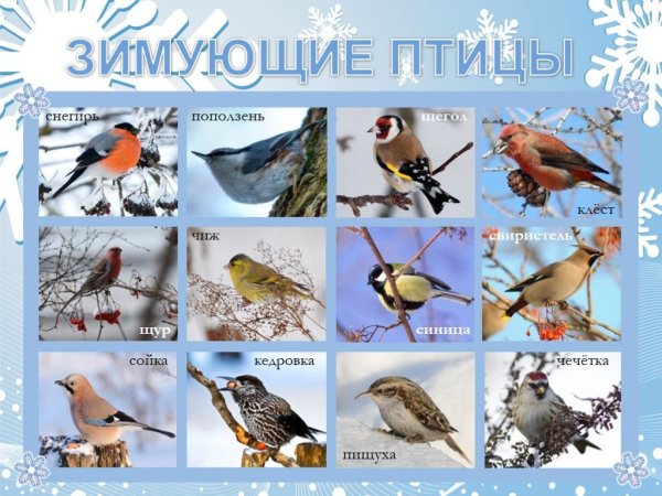 Название зимующих птиц на Урале