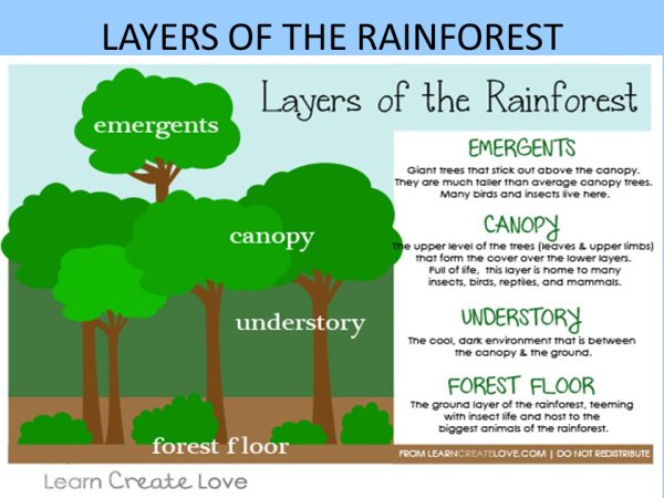 Lapbook экваториальные леса