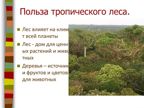 Как защитить тропические леса