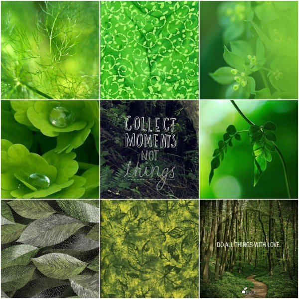 Дерево экология