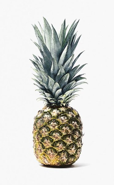 Наклейка черно белая ананас