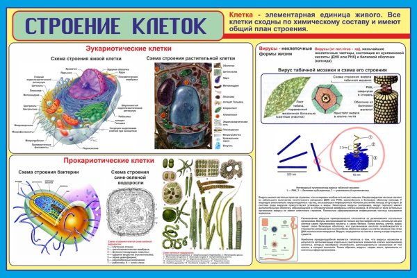 Учебные плакаты по биологии