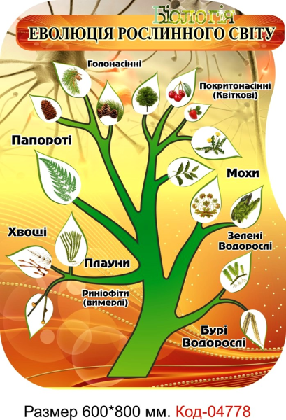 Стенд Эволюция растительного мира