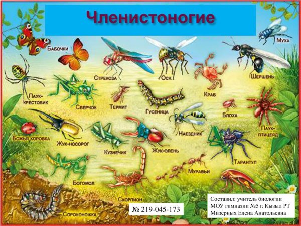 Членистоногие примеры